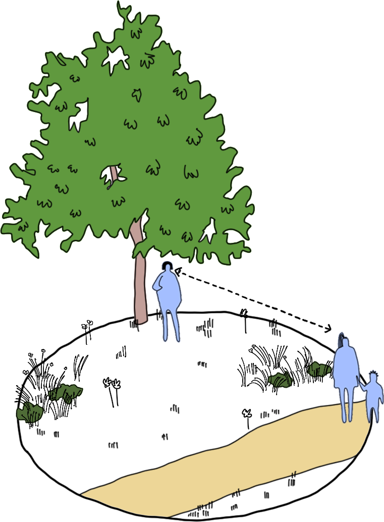 A sketch of a park showing sightlines and visibility through shrubbery and trees.